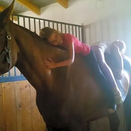 Caballus Lovasmajor Panzio